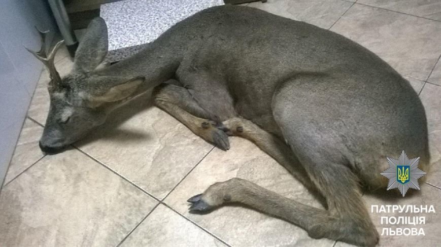 14440784_1598367757131657_7023893866631711307_n